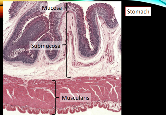 <p>3 layers of smooth muscle, not 2, has innermost oblique layer, inner circular, and outer longitudinal</p>