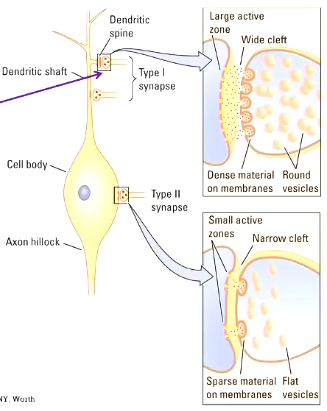 <p>decrease likelihood of action potential (hyperpolarise)</p><p>more on cell body</p>