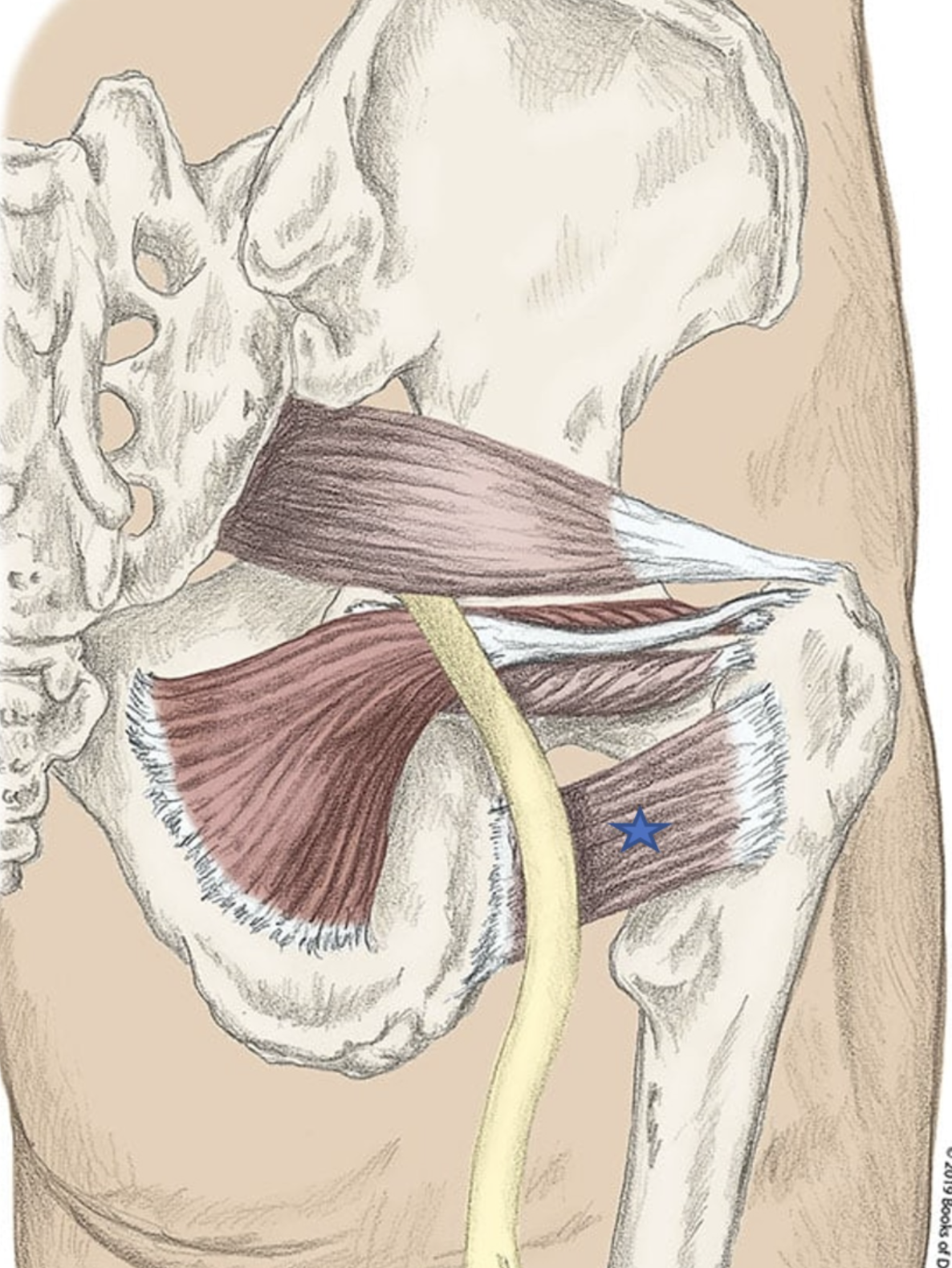 <p><span>From the list of muscles and actions below, identify the "starred" muscle and its primary actions.</span></p>