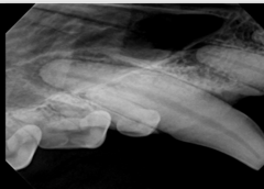 <p>What is this X ray showing?</p>