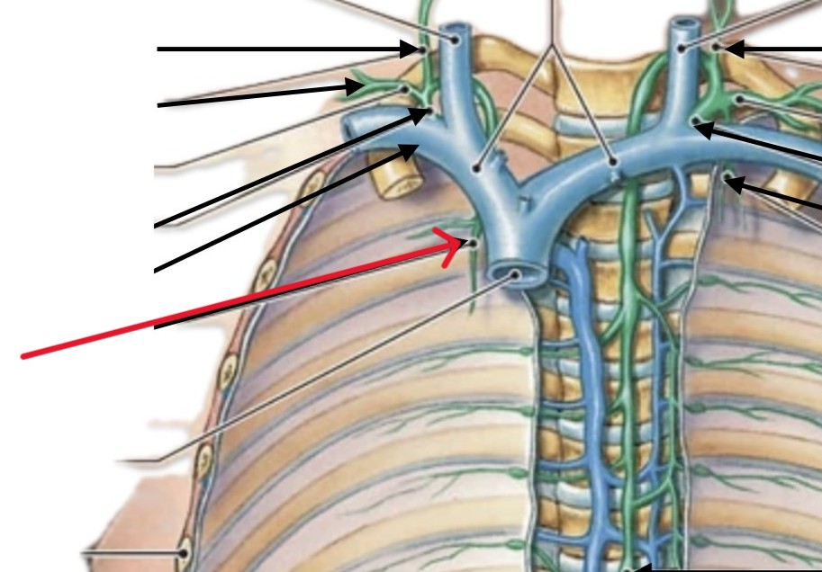 <p>Which lymphatic organ:</p><ul><li><p>Runs along spine</p></li><li><p>Right of brachiocephalic vein</p></li></ul><p></p>