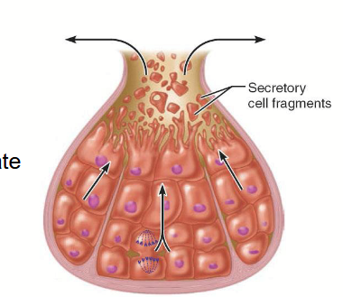 <p>accumulate products within the cell, and then ruptures</p><p>will be replaced by cell division below</p><p>eg; oil glands</p>