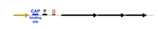 <p>are glucose and lactose levels high or unavailable in this scenario?</p>