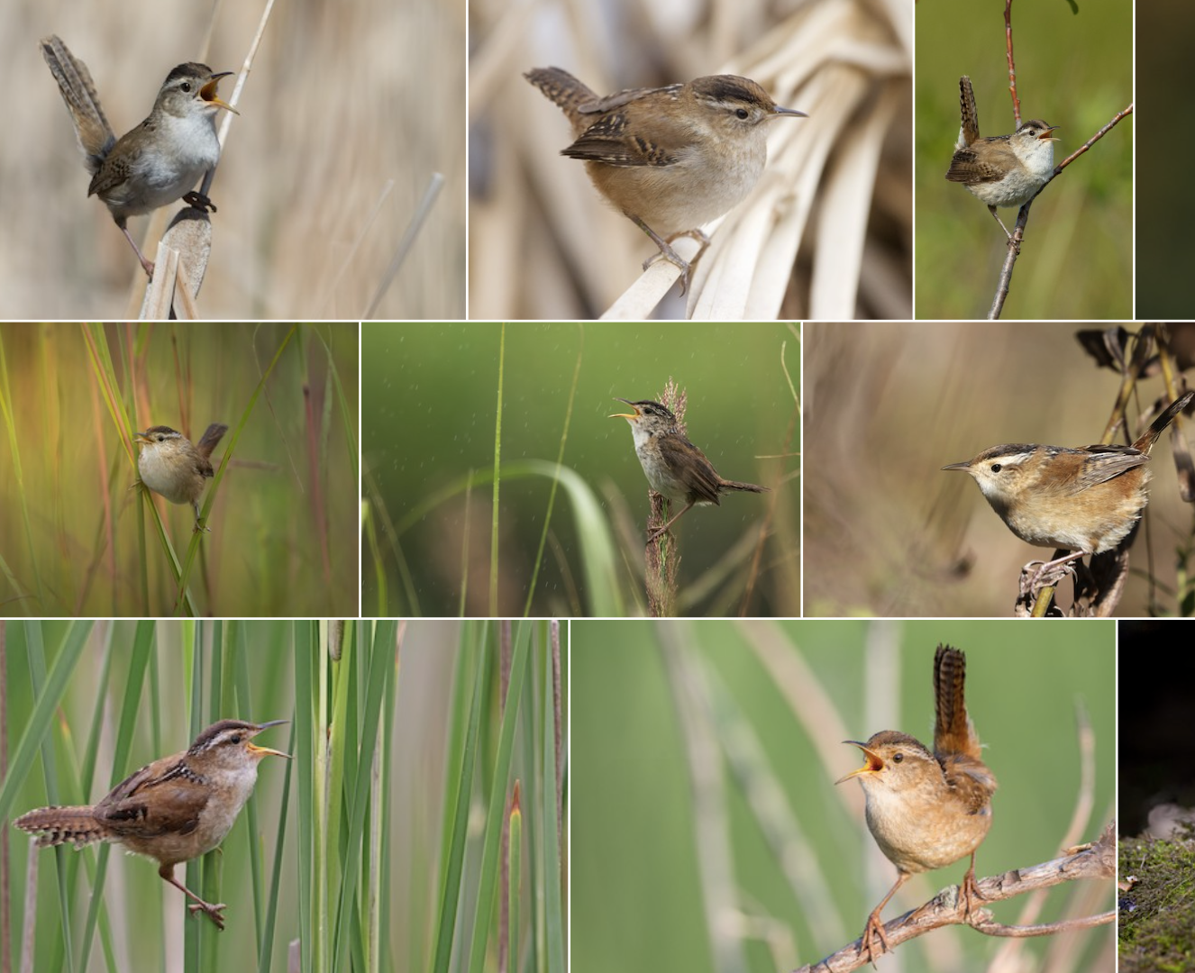 <p>look at tail/tail position and sidebars on head</p>