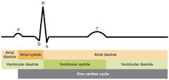 <p>The contraction of the atria following depolarization, represented by the P wave of the ECG, contributing to ventricular filling.</p>