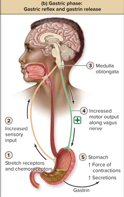 <ul><li><p>Initiated by presence of food </p></li><li><p><strong>Activation</strong>: Stretch receptors in stomach; Chemoreceptors detecting protein or high pH in stomach contents</p></li><li><p><strong>Motor output</strong>: Increases motor output of vagus nerve</p></li><li><p><strong>Effect</strong>: Increases force of contraction and release of secretions </p></li></ul><p></p>