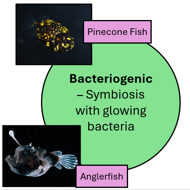 <p>Symbiosis with glowing bacteria</p><ul><li><p>Pinecone Fish</p></li><li><p>Anglerfish</p></li></ul><p></p>