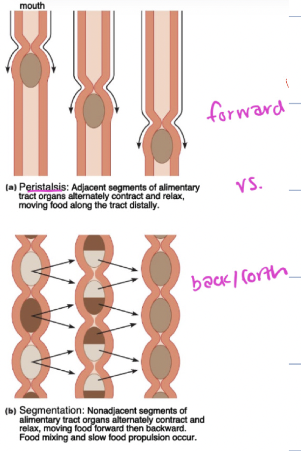 <p>segmentation</p><ul><li><p>mechanical</p></li><li><p>in small intestine</p></li><li><p>SWIRLING</p></li></ul><p>peristalsis</p><ul><li><p>toothpaste</p></li><li><p>propels forward</p></li></ul><p></p>