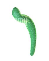 <p>What is the bacteria shape?</p>