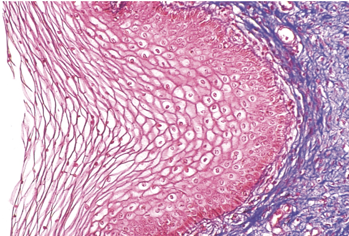 <p>What is the class and shape of this epithelia></p>