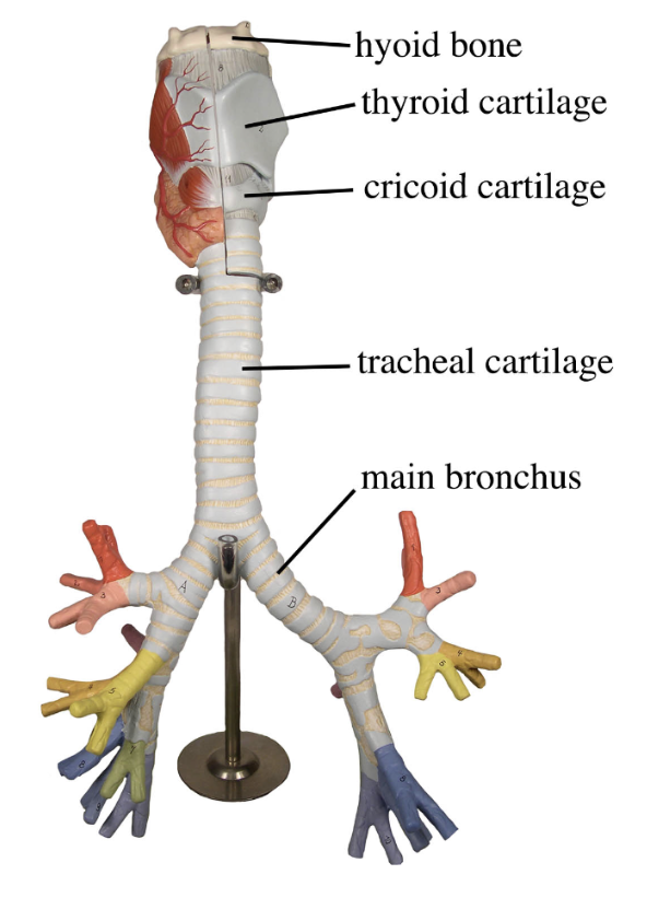 <ol><li><p>Hyoid Bone</p></li><li><p>Thyroid Cartilage</p></li><li><p>Cricoid Cartilage </p></li><li><p>Tracheal Cartilage</p></li><li><p>Main Bronchus</p></li></ol><p></p>