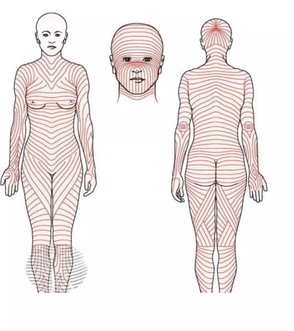<p>made of dense CT, collagen and elastic fibers form long parallel lines (non-random orientation) called langer lines (image is of langer lines) </p>