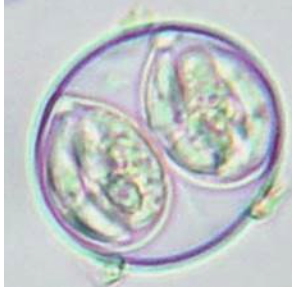 <p>25 to 40 um, from dogs and/or cats</p>