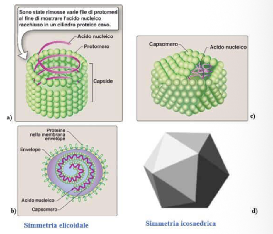 <p>Economia genetica:</p><ul><li><p> i virus hanno pochi geni, quindi producono poche proteine ripetute molte volte, infatti il capside è formato da sub-unità proteiche identiche </p></li><li><p>Le diverse sub-unità proteiche che formano il capside si chiamano capsomeri e sono uniti da legami non covalenti</p></li></ul><p>Tipi di simmetria del capside:</p><ul><li><p>Simmetria Elicoidale → proteine disposte a spirale, formando una struttura a bastoncello, al cui interno troviamo l’acido nucleico (in genere RNA) associato ai capsomeri</p><ul><li><p>non hanno l’envelope</p></li></ul></li><li><p>Simmetria Icosaedrica → ogni vertice presenta un pentone (capsomero a 5 sub-unità), mentre tutto il resto presenta esoni (a 6 sub-unità)</p><ul><li><p>negli adenovirus dai pentoni partono fibre che servono per l’attacco della cellula</p></li><li><p>in genere senza envelope</p></li></ul></li><li><p>Simmetria Complessa → simmetria non del tutto chiarita</p><ul><li><p>Ad esempio il Poxvirus ha forma ovoidale “a mattone”, dove il genoma è racchiuso all’interno di un nucleoide biconcavo</p></li></ul></li></ul><p>Strutture interne aggiuntive:</p><ul><li><p>Proteine associate al genoma → ruolo nel processo di replicazione</p></li></ul><p></p>