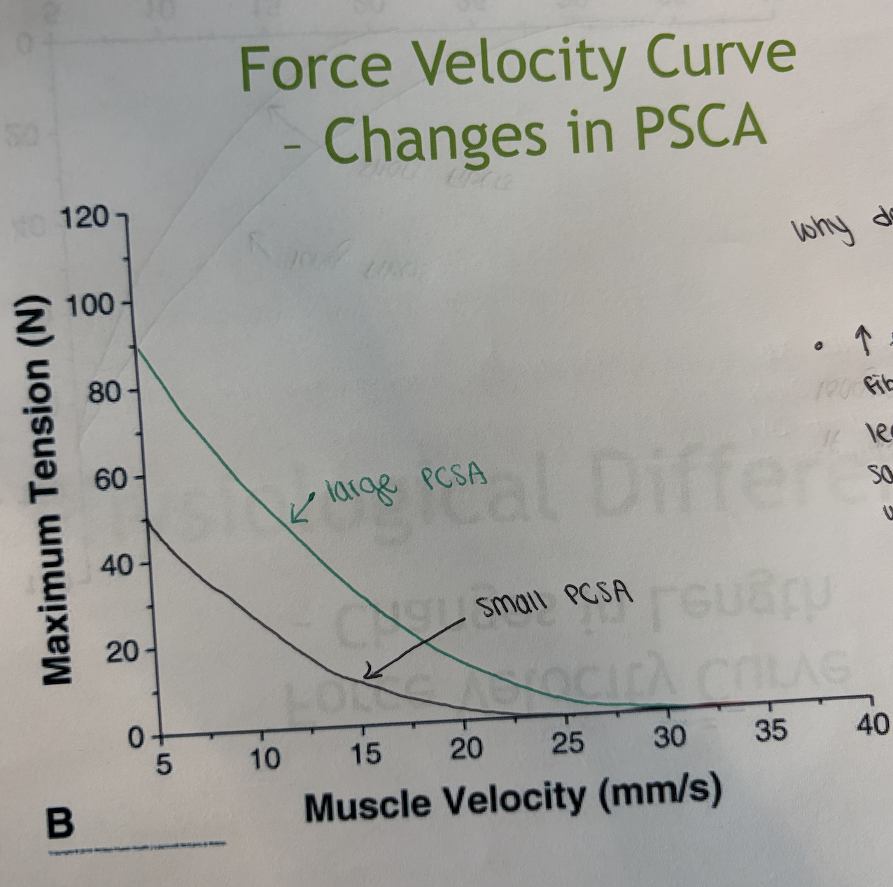 <ul><li><p><u>the higher the PCSA</u> = the more fibers that can contribute to force production = greater force at slower velocities </p></li><li><p><u>the smaller the PCSA</u> = fewer fibers available for force production = lower force at slower velocities </p></li></ul><p></p>