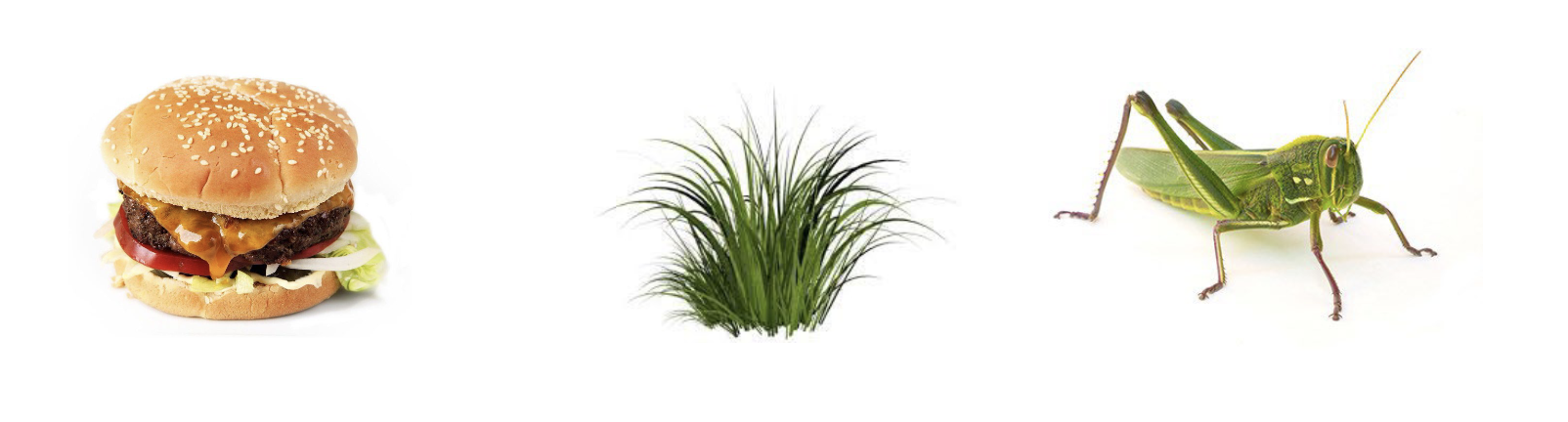<p>The process whereby an animal obtains and utilizes portions of its external environment (food) for the continued functioning of its metabolism</p>