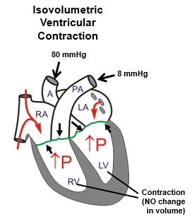 <p>The phase of systole where the ventricles contract but all valves are closed, so the volume of blood in the ventricles remains constant.</p>