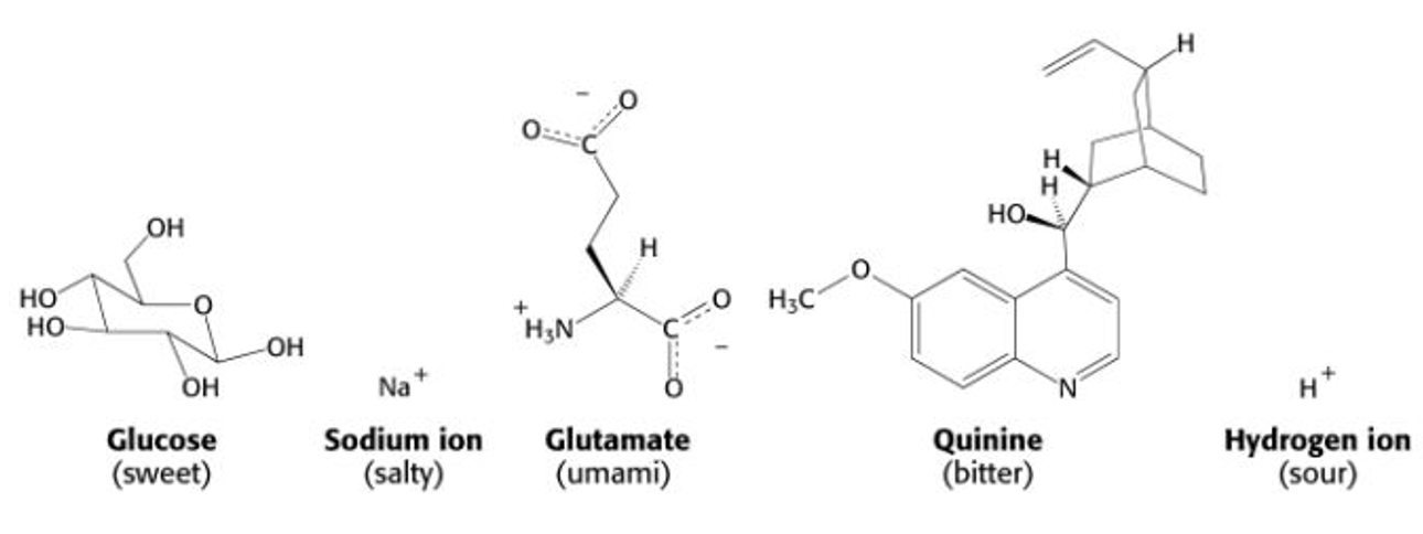 <ol><li><p><strong>Sweet → glucose</strong></p></li><li><p><strong>Salty → sodium ion</strong></p></li><li><p><strong>Umami → glutamate</strong></p></li><li><p><strong>Bitter → quinine</strong></p></li><li><p><strong>Sour → hydrogen ion</strong></p></li></ol><p>We have 5 types of taste receptor cells for each 5 tastants</p>