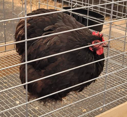 <p>What kind of hen is this?</p>