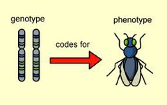 <p>the combination of alleles located on homologous chromosomes that determines a specific characteristic or trait (the allelic combination such as Bb)</p>