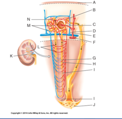 <p>c) I</p><p>—</p><p><span style="background-color: transparent;">A =<strong> </strong>Renal capsule</span></p><p><span style="background-color: transparent;">B =<strong> Distal convoluted tubule</strong></span></p><p><span style="background-color: transparent;">C = Afferent arteriole</span></p><p><span style="background-color: transparent;">D = Cortical radiate artery</span></p><p><span style="background-color: transparent;">E = Cortical radiate vein</span></p><p><span style="background-color: transparent;">F = Arcuate artery</span></p><p><span style="background-color: transparent;">G = <strong>Descending limb (</strong>Part of <strong>Nephron loop</strong>)</span></p><p><span style="background-color: transparent;">H = <strong>Thick ascending limb </strong>(Part of <strong>Nephron loop</strong>)</span></p><p><span style="background-color: transparent;">I (1) = <strong>Thin ascending limb </strong>(Part of <strong>Nephron loop</strong>)</span></p><p><span style="background-color: transparent;">I (2) = Renal papilla</span></p><p><span style="background-color: transparent;">J = Minor calyx</span></p><p><span style="background-color: transparent;">K = Minor calyx</span></p><p><span style="background-color: transparent;">L = Vasa recta</span></p><p><span style="background-color: transparent;">M = Peritubular capillary</span></p><p><span style="background-color: transparent;">N = <strong>Proximal convoluted tubule</strong></span></p>
