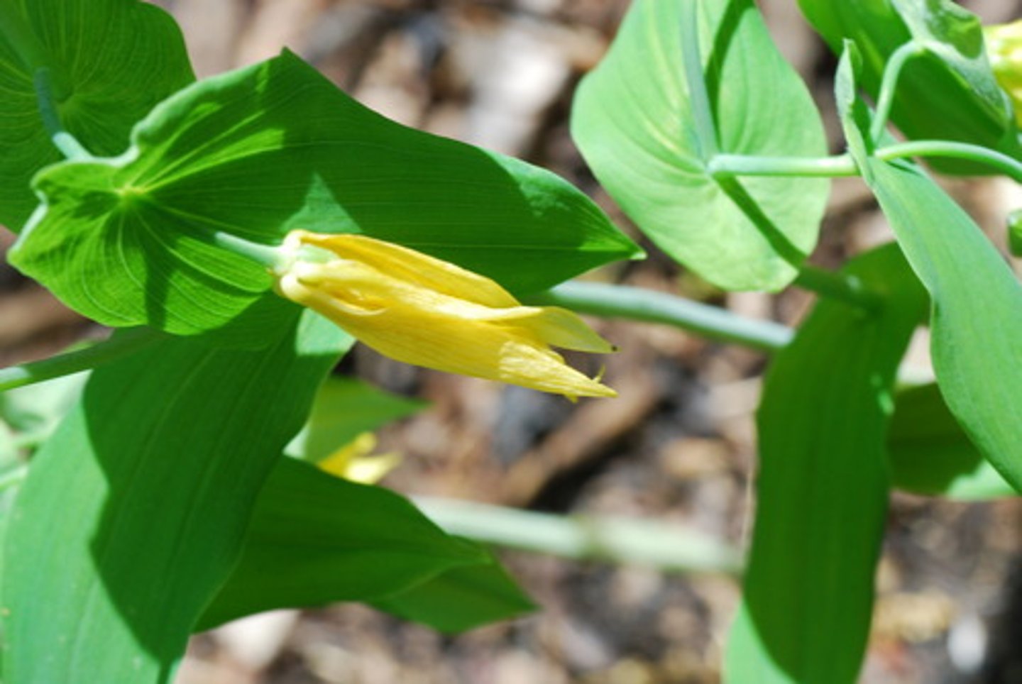 <p>Stalk goes through leaf</p>