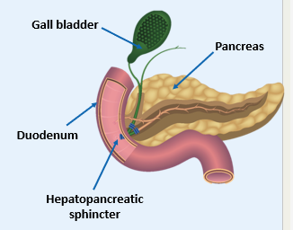<p><span>Secretions from the duodenal wall mix with pancreatic and biliary secretions regulated by the <strong>hepatopancreatic sphincter </strong>(<em>sphincter of Oddi</em>).</span></p>