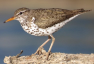 <p>Species, family, order?</p>