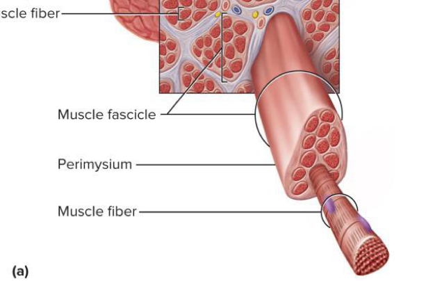 <p>Thick layer of connective tissue that wraps muscle fascicles → carries nerves, blood vessels, and stretch receptors</p>