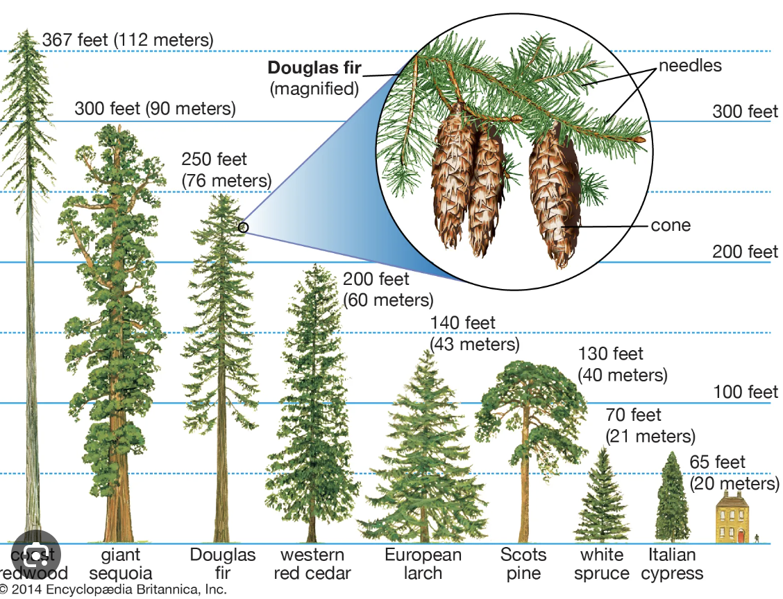 <p>________ is what most people think of when they say gymnosperms</p>
