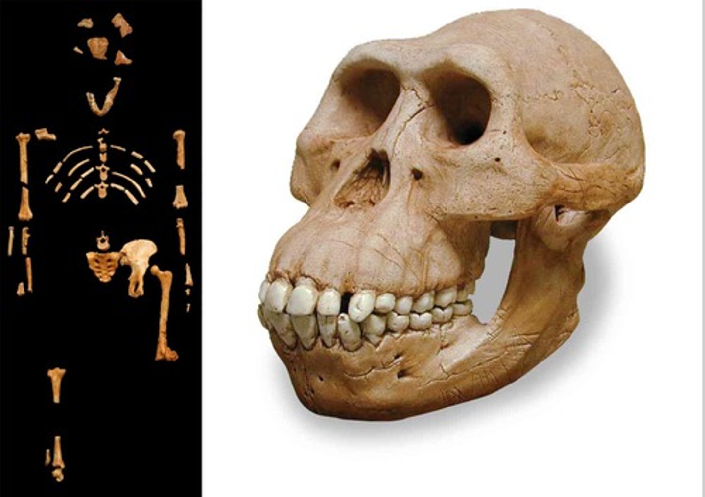 <p>3.9-3.0 mya Chimpanzee-like skull, more human-like teeth, human-like pelvis and thigh bones, stood 1.5m</p>