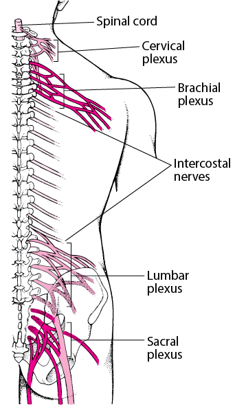 <p>Spinal Plexuses 🪾 <span data-name="spider_web" data-type="emoji">🕸</span></p>
