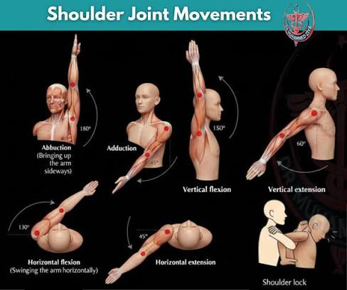 <p>Movements of Arm (Humerus)?</p>