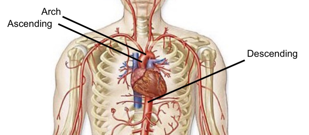 <ul><li><p>Ascending aorta</p></li><li><p>Arch</p></li><li><p>Descending aorta</p></li></ul><p></p>