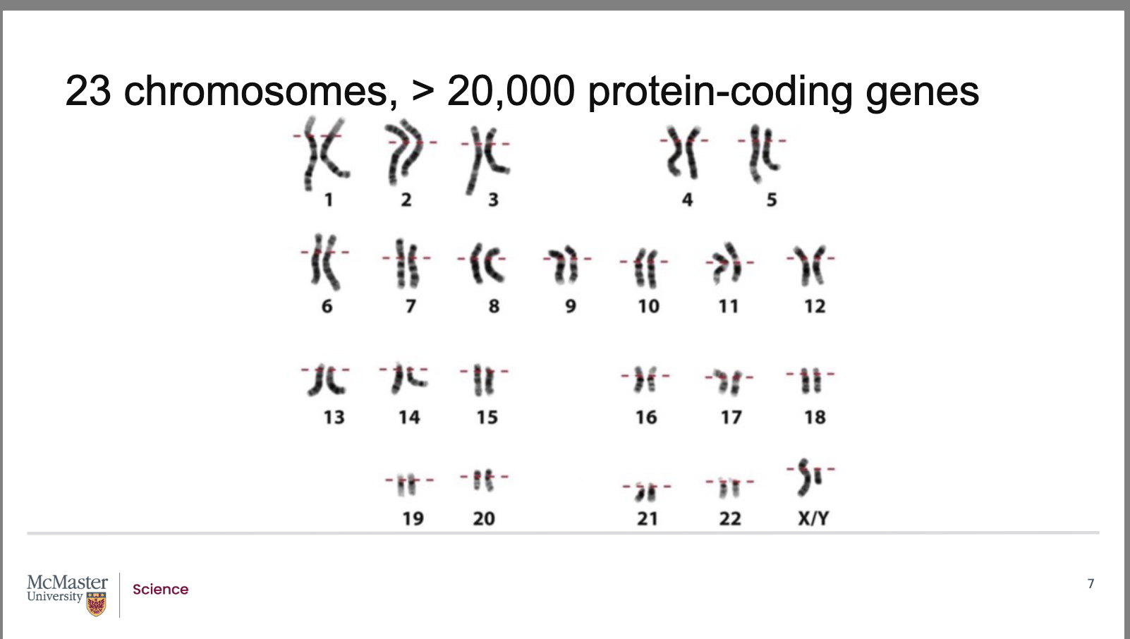 <p><strong>Back (Answer):</strong></p><ul><li><p>Human cells contain <strong>23 pairs of chromosomes</strong></p></li><li><p>These chromosomes together contain <strong>over 3 billion base pairs of DNA</strong></p></li><li><p>After sequencing the human genome, scientists discovered:</p><ul><li><p><strong>More than 20,000 protein‑coding genes</strong></p></li><li><p>Additional genes that code for <strong>functional RNA molecules</strong></p></li></ul></li><li><p>This means:</p><ul><li><p>Each chromosome must contain <strong>many genes</strong></p></li><li><p>There is <strong>not just one gene per chromosome</strong></p></li></ul></li></ul><p><span data-name="brain" data-type="emoji">🧠</span> <em>Key idea to remember:</em><br><strong>Humans have many genes spread across 23 chromosome pairs.</strong></p>