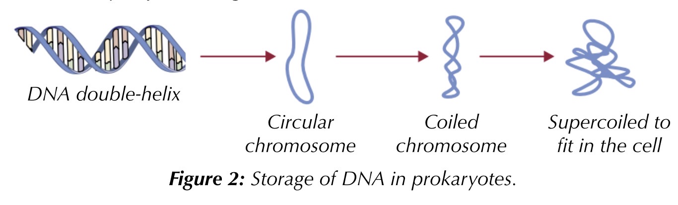 <p>prokaryotes carry dna as shorter, circular chromosomes. it’s not wound around histones, it condenses to fit in the cell by supercoiling</p>