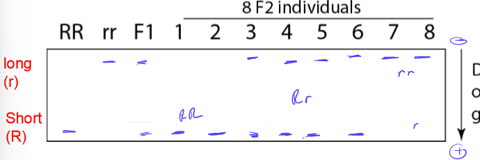 <p>DNA Gel electrophoresis shows that the mutant doesn’t move as far as the wildtype. What does this mean about the mutant?</p>