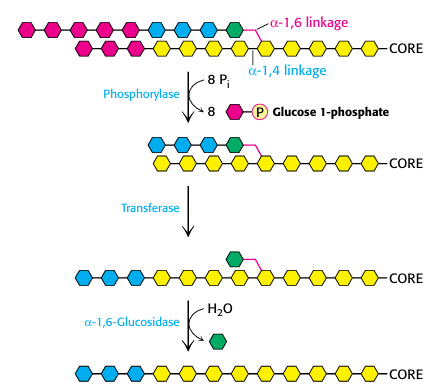 <p>Debranching enzymes </p>