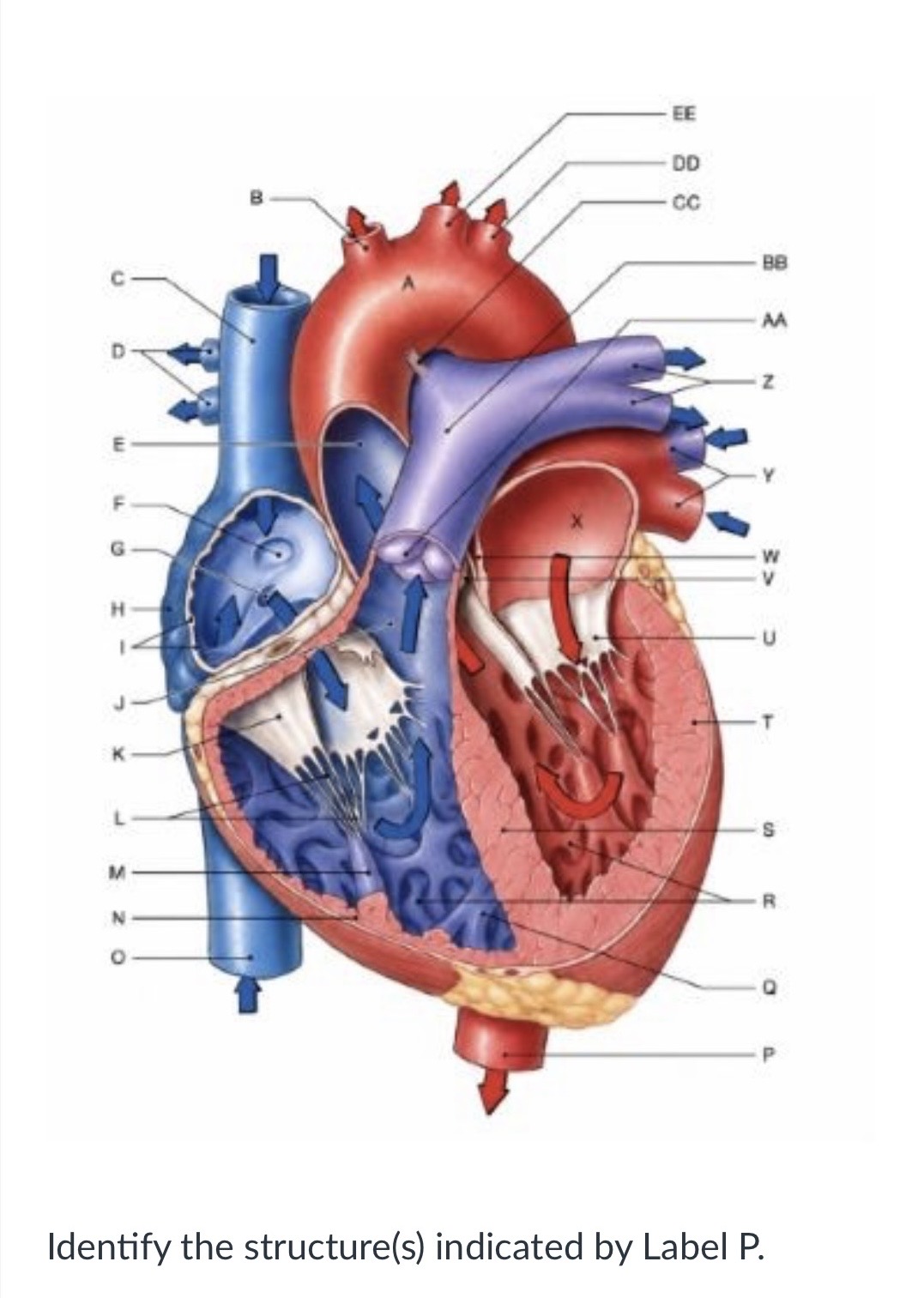 <p><span>Aortic arch</span></p><p><span>Descending aorta</span></p><p><span>Ascending aorta</span></p><p><span>Inferior vena cava</span></p>