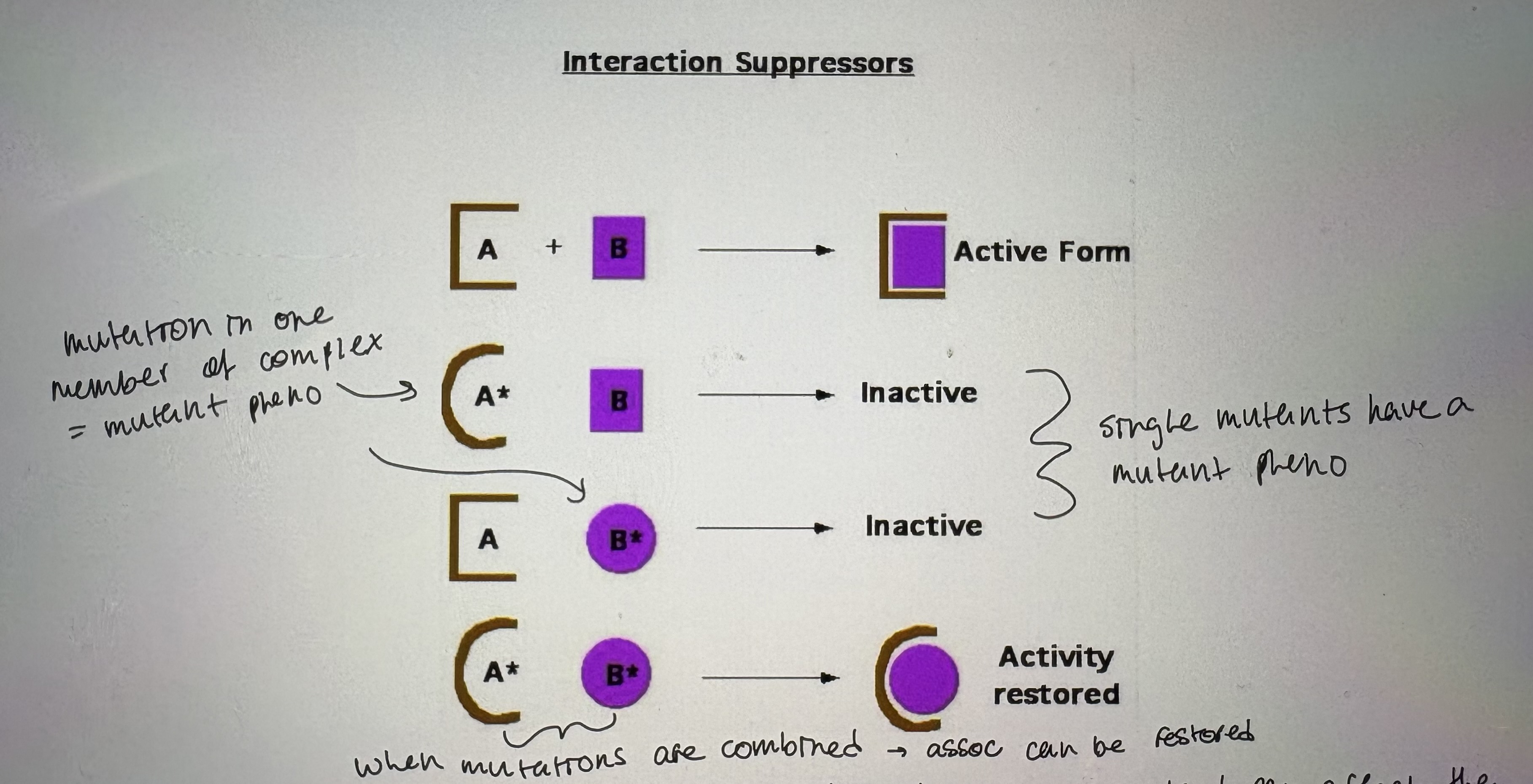 <p>Nonsense suppression/Intragenic suppression </p>