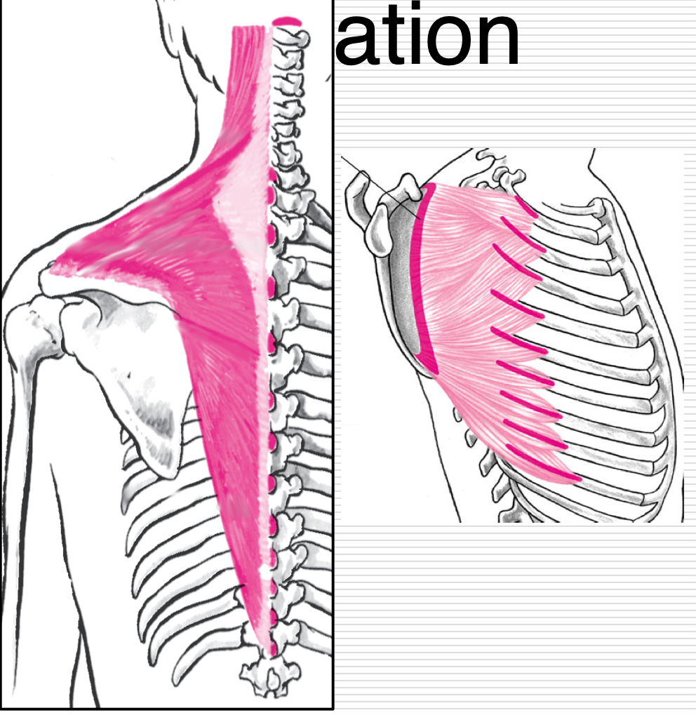 <p>Lateral and Upward Movement </p><p>Agonists</p><ul><li><p>Middle Trapezius </p></li><li><p>Lower Trapezius </p></li><li><p>Serratus Anterior</p></li></ul><p></p>