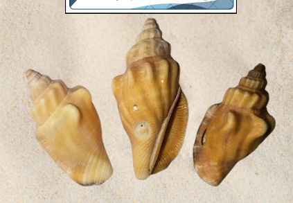 <p>no local name</p>