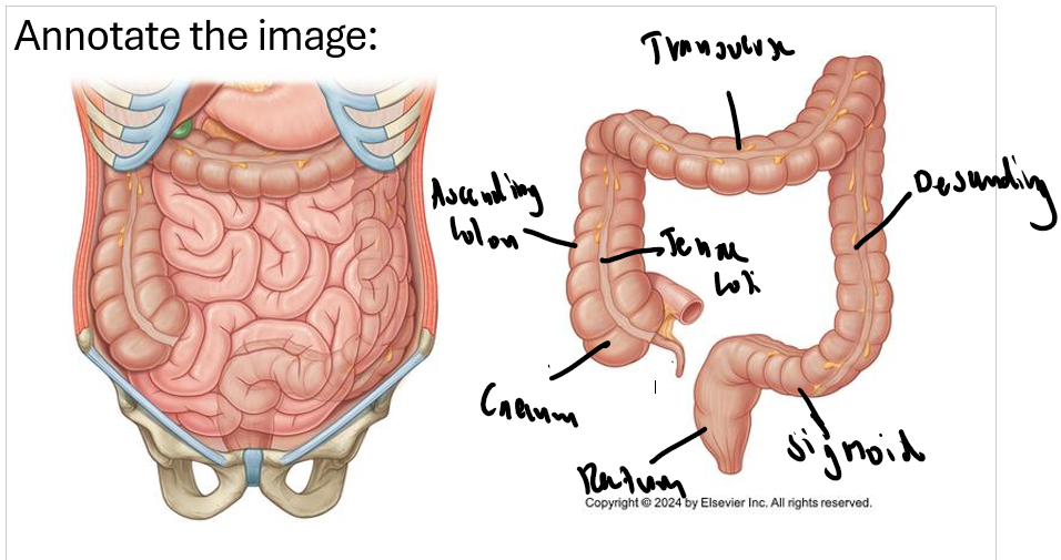 knowt flashcard image