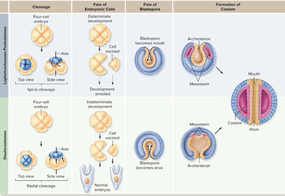 <p><span>Patterns of embryonic development</span></p>