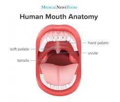<p>Hard palate</p>