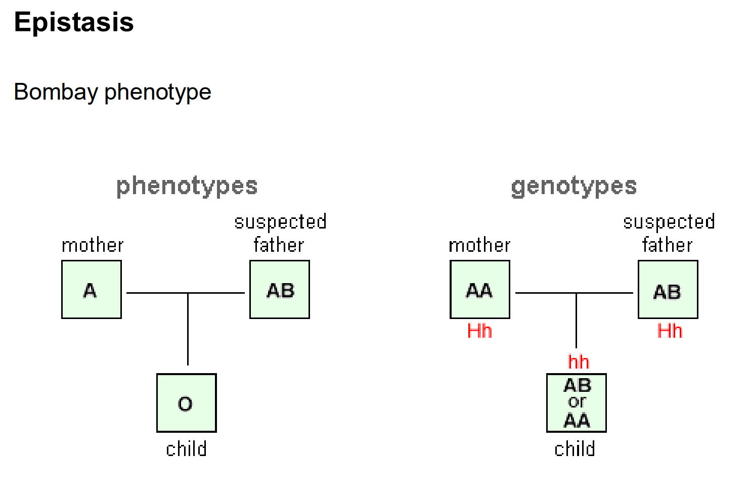 <p>A gene masking or affecting the expression of another gene</p><ul><li><p>EX: Bombay Phenotype</p><ul><li><p>H gene is epistatic to the I gene</p></li><li><p><strong><mark data-color="green" style="background-color: green; color: inherit;">H protein:</mark></strong> places a molecule at the cell surface to which the<strong><mark data-color="green" style="background-color: green; color: inherit;"> A or B antigens are attached</mark></strong></p></li><li><p><strong><mark data-color="red" style="background-color: red; color: inherit;">hh genotype = no H protein</mark></strong></p></li><li><p>no H protein → A or B antigens can <strong><mark data-color="red" style="background-color: red; color: inherit;">NOT be attached to the surface of the RBC</mark></strong></p></li></ul></li><li><p>All hh genotypes = phenotype of type O, even though the ABO blood group can be anything (A, B, AB, or O)</p></li></ul><p></p>