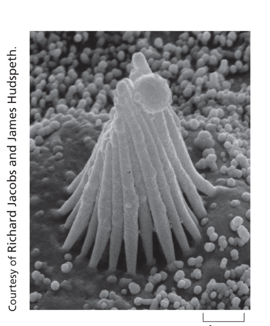 <p>The specimen, which is coated with a very thin film of heavy metal, is scanned by a beam of electrons brought to a focus on the specimen by magnetic coils that act as lenses. Creates 3 dimensional images. </p>