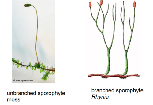 <ol><li><p>branched sporophyte with apical sporangia </p></li><li><p>vascular tissue (but no tracheid cells) </p></li></ol><p></p>