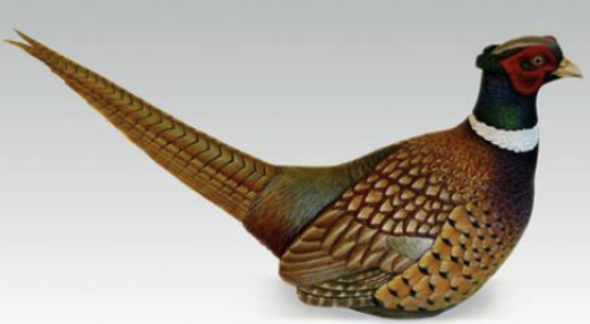 <p>Males: “Rainbow” color, brightly adorned with iridescent green head, white collar around neck, iridescent golden plumage with powder blue wing patch, maroon breast and green/blue belly, spur on leg, long black banded tail feathers, and un-feathered red facial eye patch. Females: Cryptic color, “dead” grass patterned body, no spur, shorter tail, resembles a Grouse but no ruff around neck, and barring on primaries differs. (Juveniles are similar to females, but males will begin patterning within 2 months). </p>