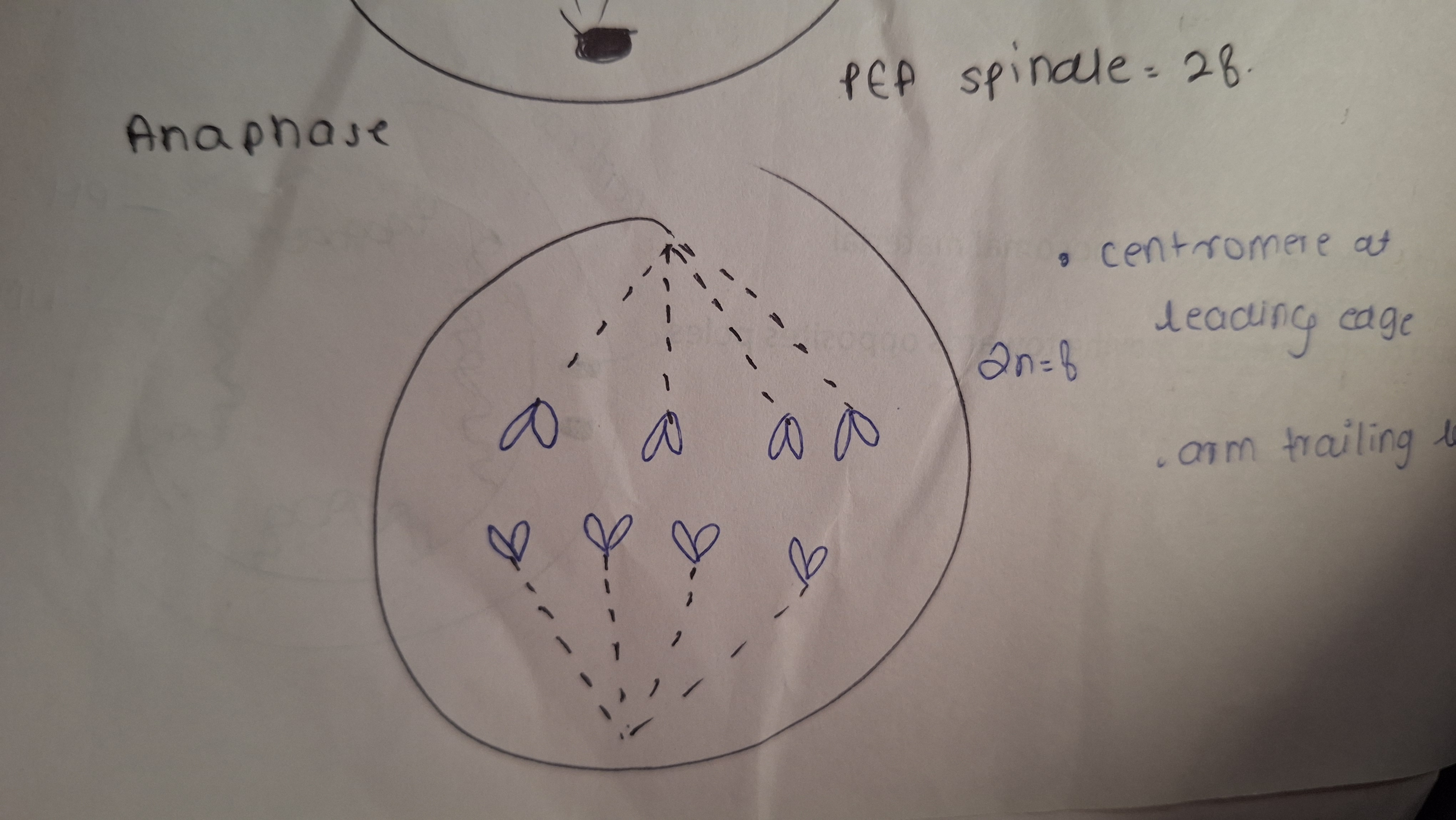 <p>Contraction of spindle </p><p class="has-focus">Spilttion of centromere </p><p class="has-focus">Sister chromatid separate </p><p class="has-focus">Move to opp pole </p><p class="has-focus">No of chromosome double 4n=8</p>
